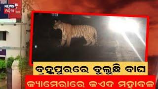 Berhampur News: ବ୍ରହ୍ମପୁର ଉପକଣ୍ଠରେ ବୁଲୁଛି ବାଘ | tiger spotted for second time in CCTV footage