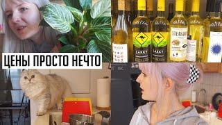 ЦЕНЫ В АШАНЕ - ШОК! 🫢 ДЕЛАЮ САД СУККУЛЕНТОВ / Как приготовить гречку ВКУСНО?