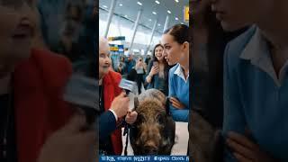 SHOCK at Airport!  Woman tries to fly with a PIG! ️ | BAMBI BOOM OFFICIAL