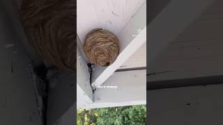 I wish I had know this earlier! Chemical free hornets nest solution! #homehacks #hometips #beesnest