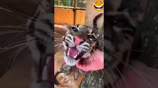 #ржач #смешновидео #pets #юмор #funny #приколы #смехпродлеваетжизнь #смешнойшортс