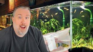 Where Do I Buy My Aquarium Fish? My Favorite Online Retailer