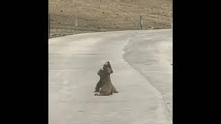 Сурки Любовный треугольник ))) #сурки #смешныесурки #marmots #funnymarmots