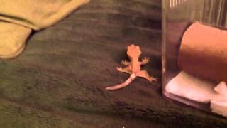 Info on crested gecko morphs and firing up