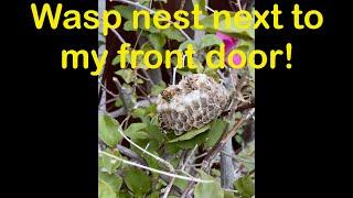 Relocating a Wasp Nest