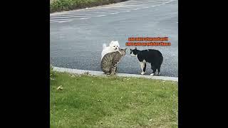 Cat Gang vs Dog