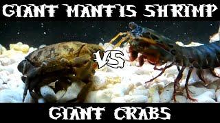 Giant Smashing Mantis Shrimp VS Giant Crabs