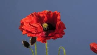 Flanders poppy flower opening time lapse