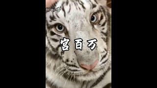 為什麼都說宮百萬和哈基米一樣呢！#宮百萬 #神奇動物在抖音 #野生動物零距離 #老虎