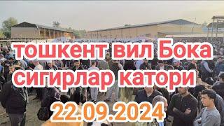 тошкент вил Бока тумани мол бозори сигирлар катори 22.09.2024