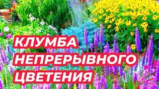 КЛУМБА НЕПРЕРЫВНОГО ЦВЕТЕНИЯ из многолетников / Елена Мир семян и цветов