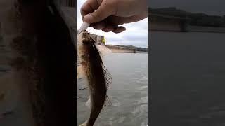 Sauger from the boat