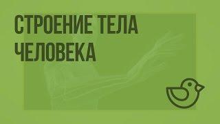 Строение тела человека. Видеоурок по окружающему миру 2  класс