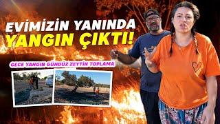 Yangın Var! Zeytin Toplama: İlk Zeytinyağlarımızı Aldık!