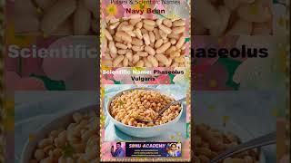 Navy Bean #navybean  #pulse #biology #scienceshorts #scienceeducation #educación #shorts #video