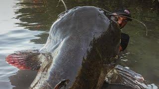 Incredible Huge Catfish 8,5 feet - 250 LBS - HD by Yuri Grisendi