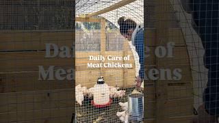 is it hard to raise meat chickens? 