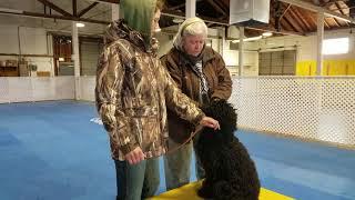 Portuguese Water Dog obedience training