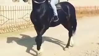 #Buzkashi #Kokpar #Kokboru #Horse #sport