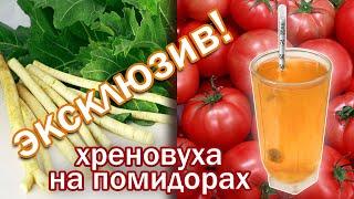 Вот это вкуснятина!!!!  Рецепт! Хреновуха помидорная от канала свой среди своих кулинария