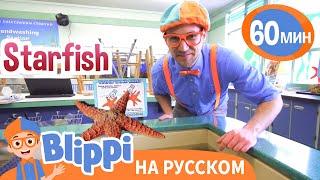 Волшебные мелодии подводного мира | Обучающие песни для детей | Blippi Russian