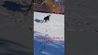 Charlie the Aussie Setter playing Frisbee in the snow!