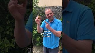 Grow a kiwi from the supermarket. #growyourgroceries #gardeningforbeginners #growyourownfood