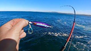 Shore Jigging For Pelagic Fish (Ticking Off Bucket List Species)