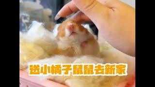 送橘子味鼠鼠去新家