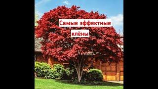 Декоративные клены: как эффектно отгородиться от соседей! Красный клен, клен друммонди