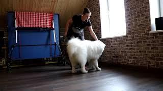 samoyed male