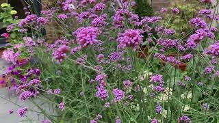 Verbena bonariensis // how to maintain & wildlife tips