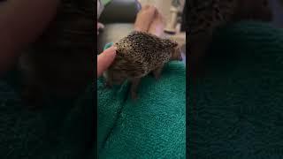 Dance mood  @igor.the.tenrec