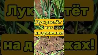 Вырастил лук на 5 кг с грядки — соседи не верят