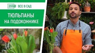 Как вырастить тюльпаны в домашних условиях | Все в сад