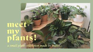 my plant collection!  and lessons i've learned