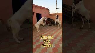 angry sirohi bakra fight with sojat bakra
