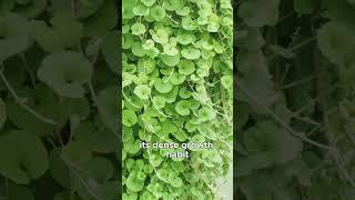 Versatile Uses of Dichondra repens (Kidneyweed) in Your Garden