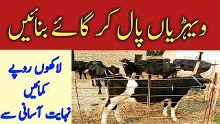 Dairy Farming In Pakistan || Cow Farming || dairy farming documentary