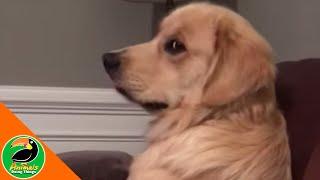   Funny Dogs Vol. 34 | Animals Doing Things