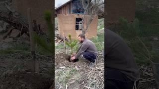 The man planted a spruce tree near the fisherman's hut#bushcraft #dog #nature #garden #adventure