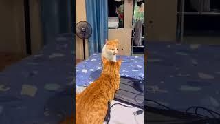Кошки танцуют индийские танцы #shorts