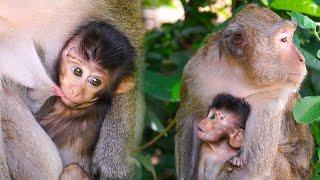 Really Adorable baby Mamo, he imitates his mother's voice, When another monkey came near him