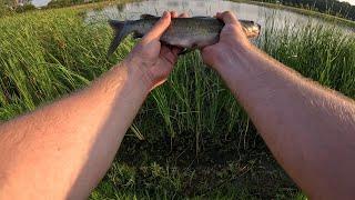 1/8th OZ Rooster Tail Fishing! 3 Species, 1 Lure - All in one Public Pond!