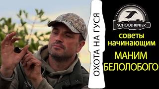 Маним белолобого. Охота на гусей. Работа с манком