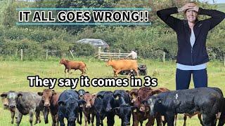 WHAT A DISASTER!! Cattle come home, It ALL goes wrong