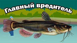 Главные Рыбы-Вредители: Ни За Что Их Не Отпускайте Обратно в Водоем Если Поймали