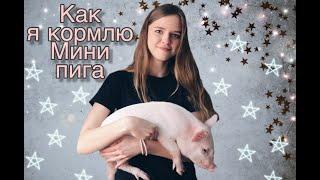 ПИТАНИЕ МИНИ ПИГА | Как я кормлю Нюшу |