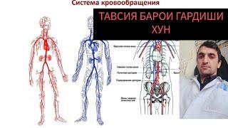 Бемории фишори хун,тромб,варикоз табобат
