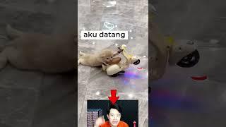 Anak Kucing Lucu, Bisa Naik Motor!
